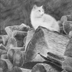 Cat on woodpile