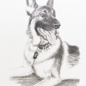 Pencil drawing pet portrait of a German Shepherd